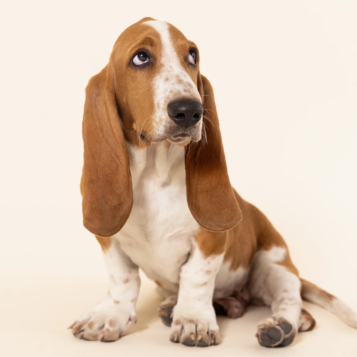 Hush Puppies